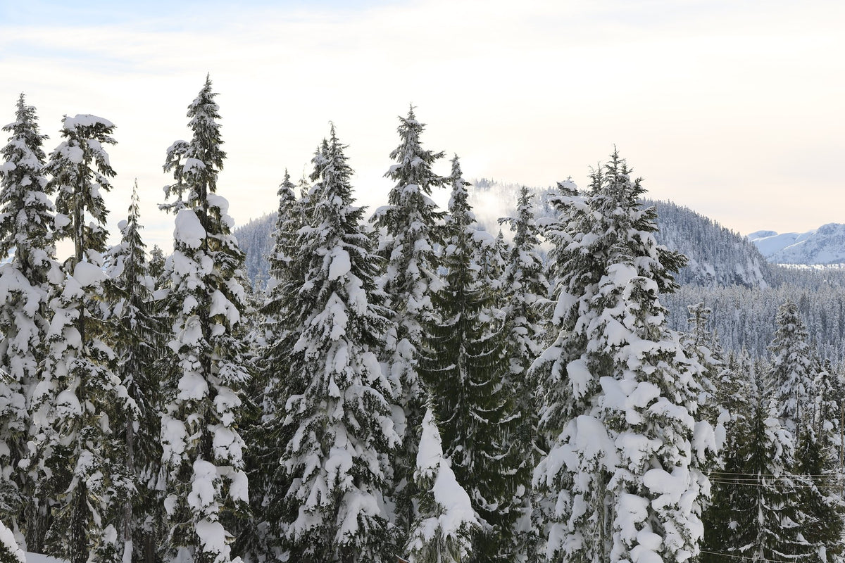 Evergreen & Cypress Smells Like Scents